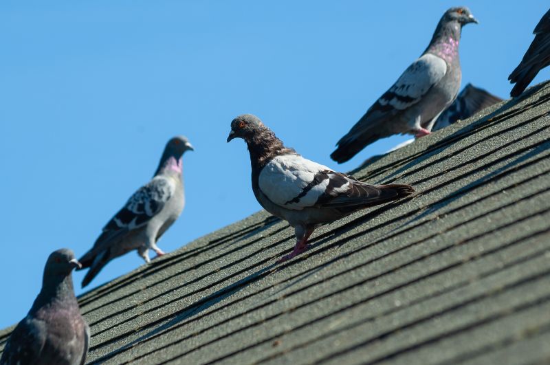 Contact About Roof Bird Proofing Service