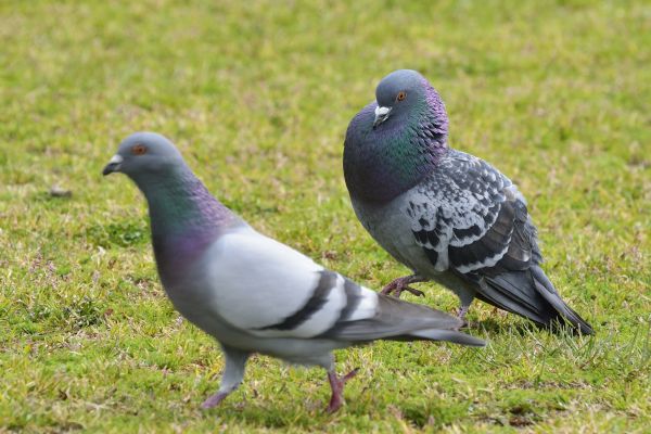 Pigeon Control Service - Pigeon Control Service Prescott, Arizona