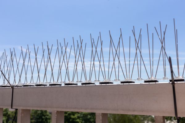 Pigeon Proofing Installation
