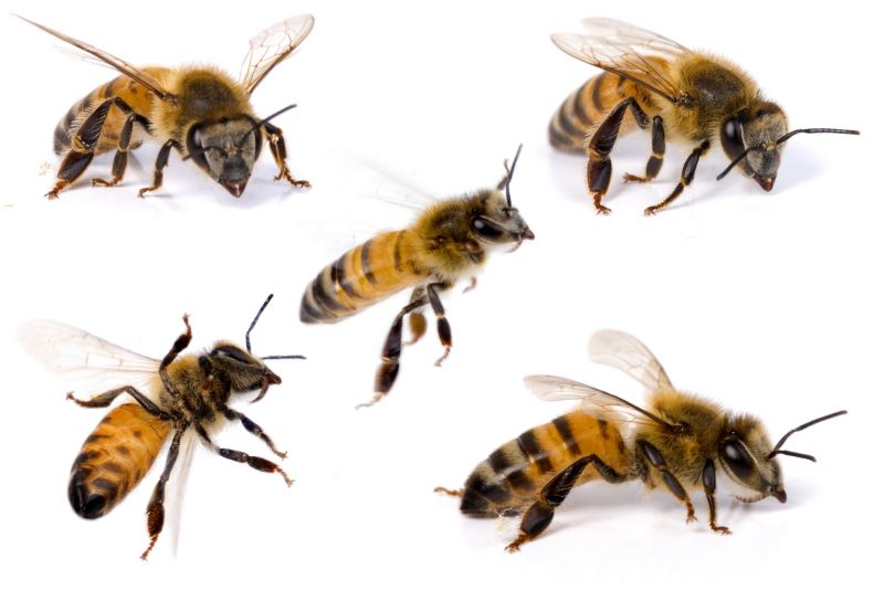 Bee Pest Control Service