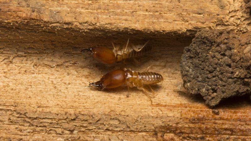 Termite Infestation