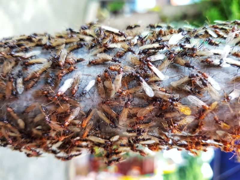 Termite Swarm