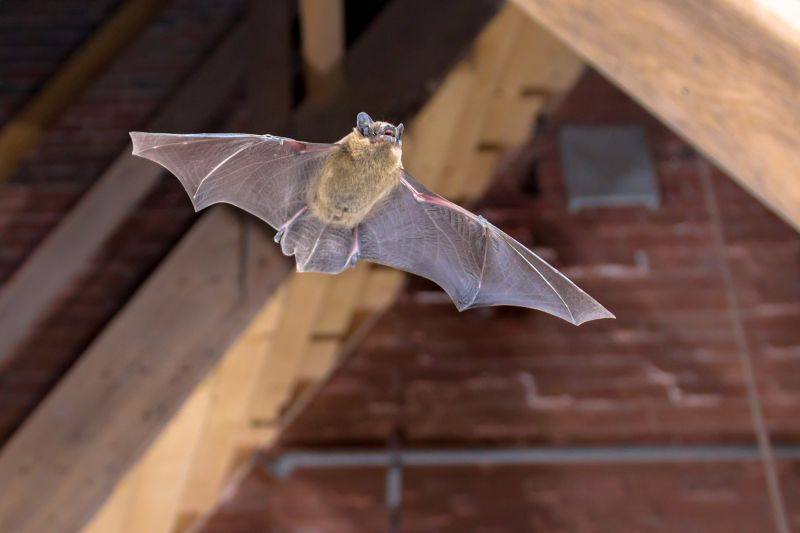 How Birds And Bats Impact Commercial Buildings And Facilities