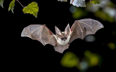 How Birds And Bats Impact Commercial Buildings And Facilities