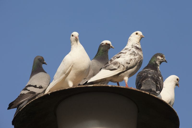 Who Does Roof Bird Proofing Service