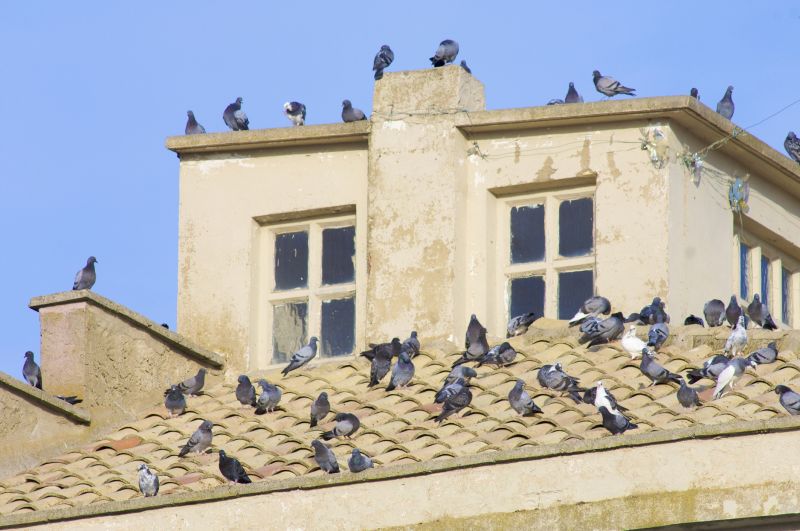 Local Bird Control Services