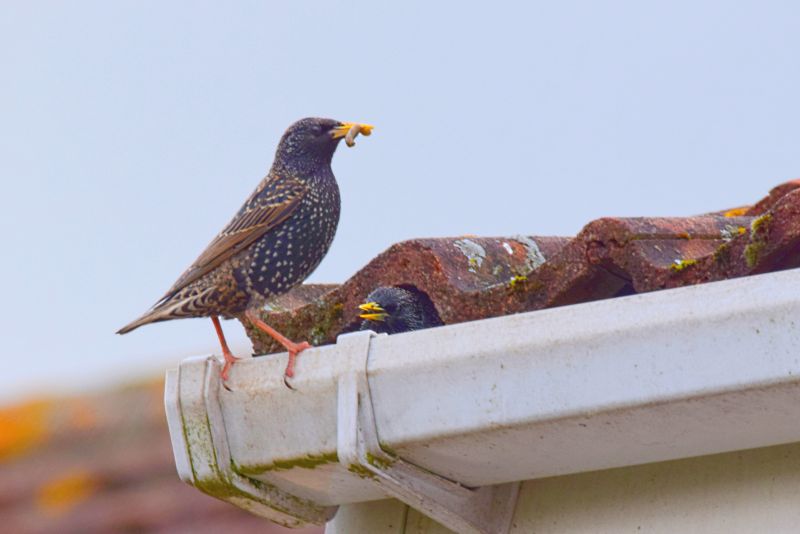 Who Does Roof Bird Proofing Service